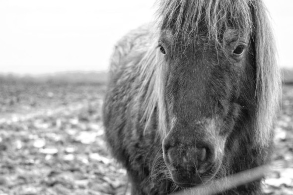 pony in muddy field bw
