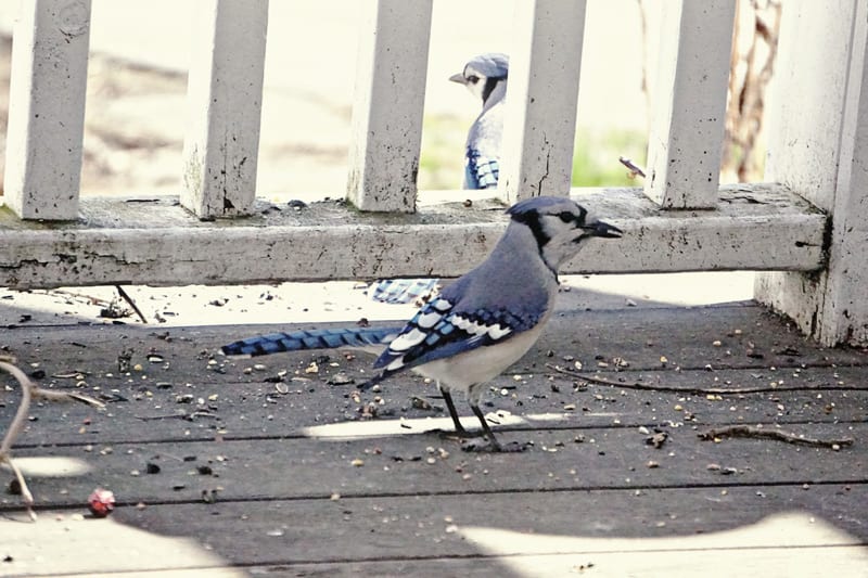 pair blue jays on back deck