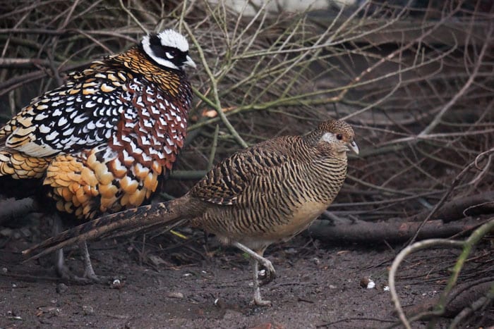 Female and male Reeves's pheasants