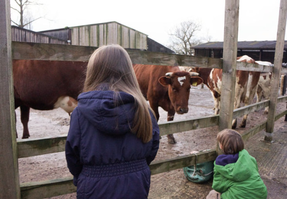 Luce and Theo watching cows in pen