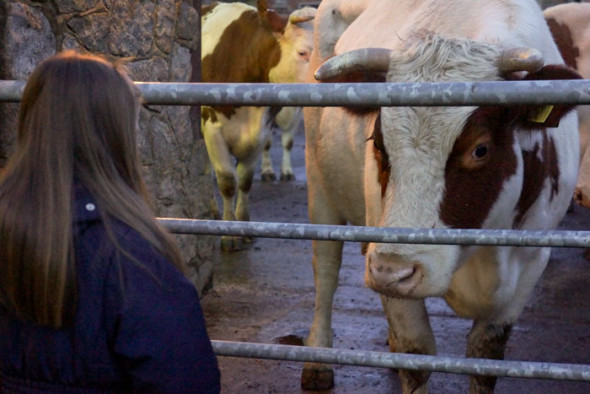 cow looking at Luce