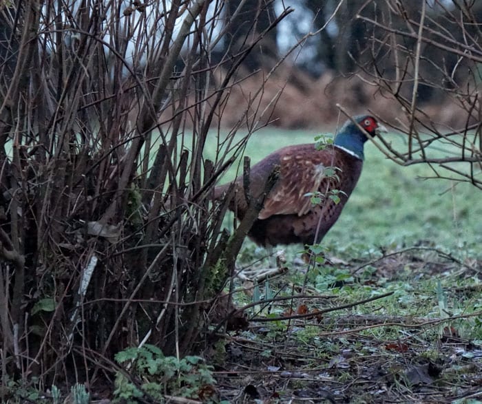 pheasant in garden