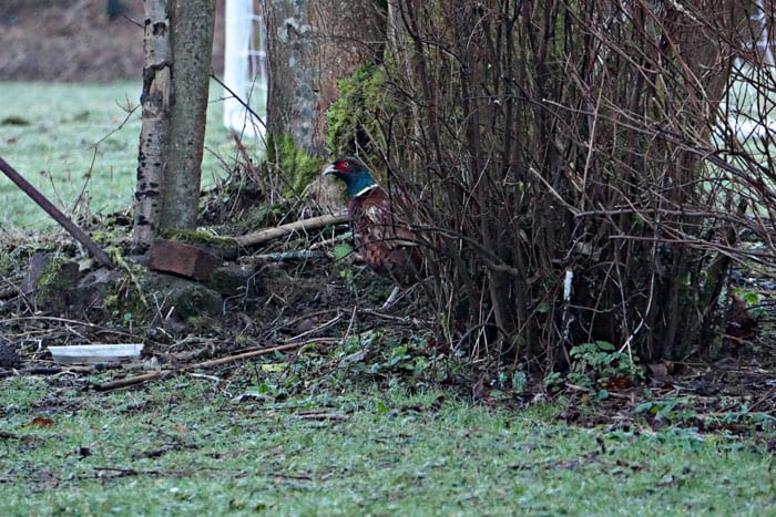 Ring necked pheasant next to birdfeeder platform