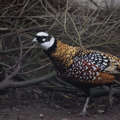 Non native Reeves's Pheasant