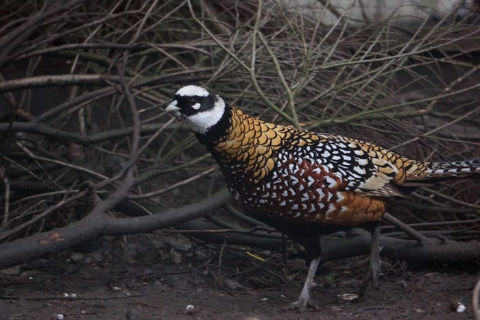 Non native Reeves's Pheasant