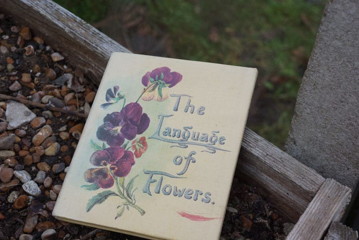 The Language Of Flowers Winter Wild About Here   The Language Of Flowers Book 