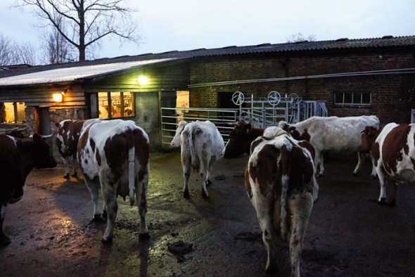 Cows outside milking shed at dusk