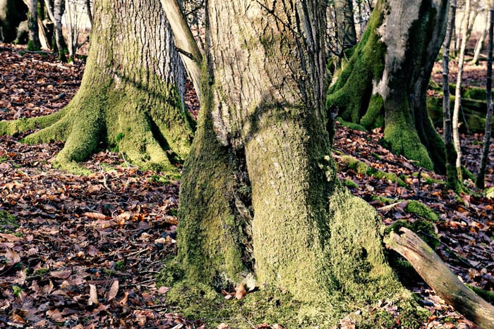moss on tree roots