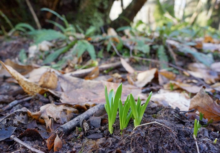 Bluebell shoots in woods