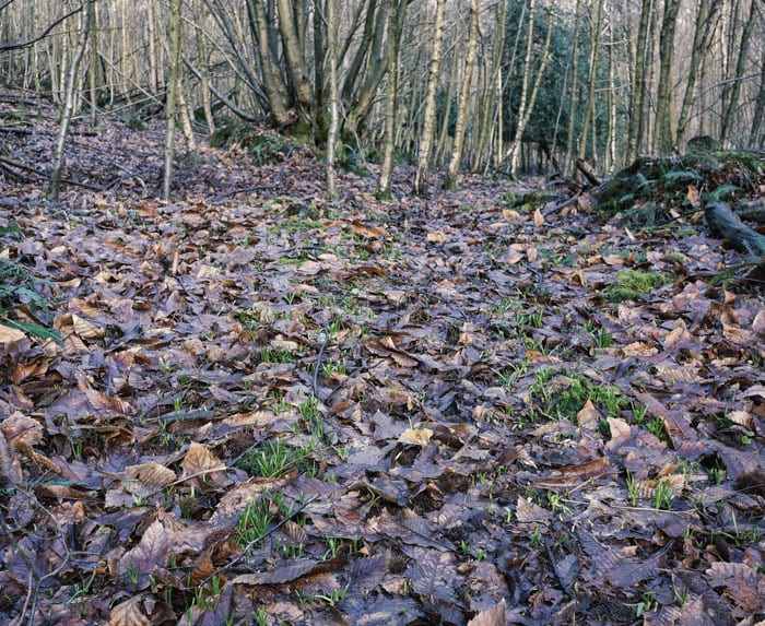 Bluebell shoots and dead leaves on path