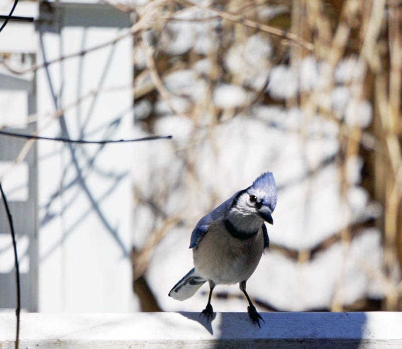 blue jay on rail