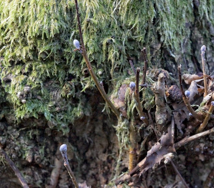 Buds and moss on tree