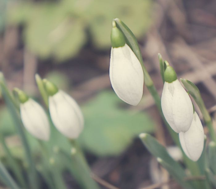 cluster of snowdrops