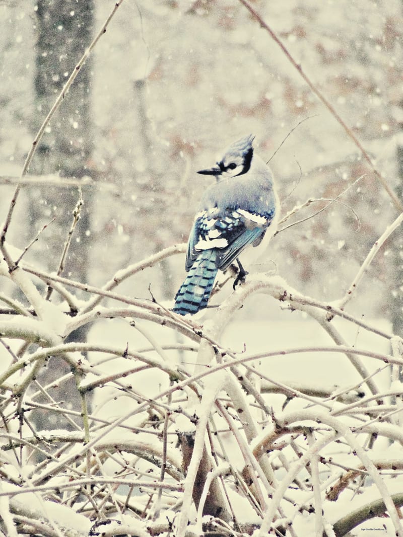 Blue jay in snow covered tree