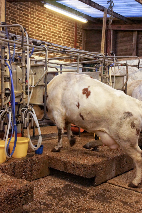 Cow stepping onto milking platform