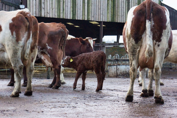 cow udders full of milk