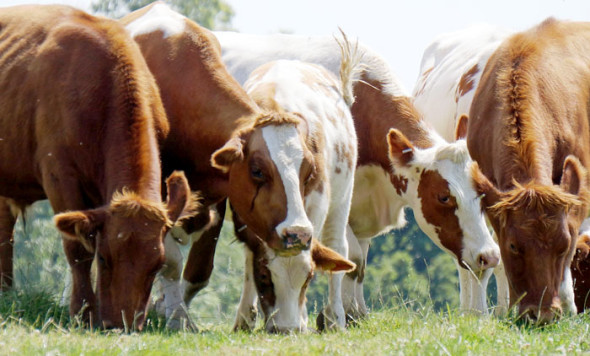 dairy cows grazing