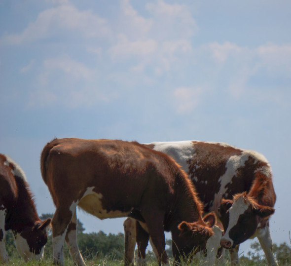 Cows grazing in daylight