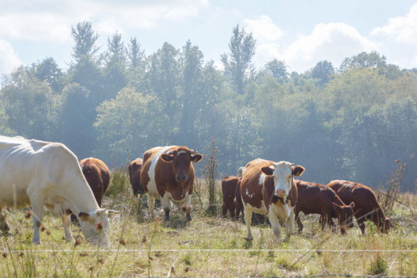plawhatch farm cows grazing