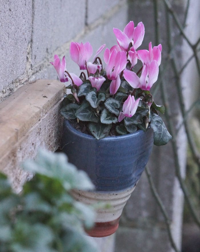 cyclamen in wall pot means diffidence