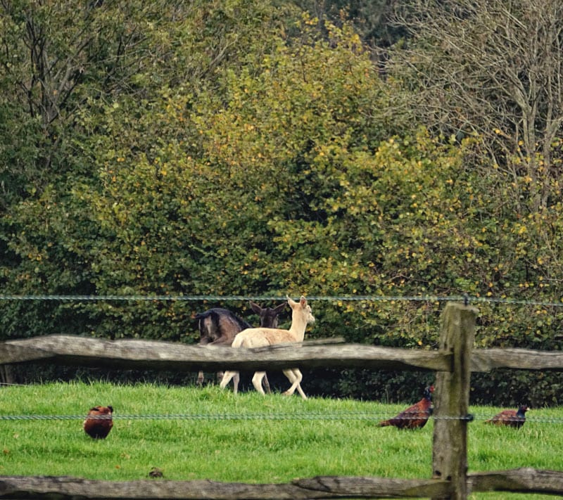 Pheasants and deer