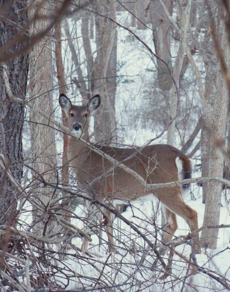 startled deer in woods