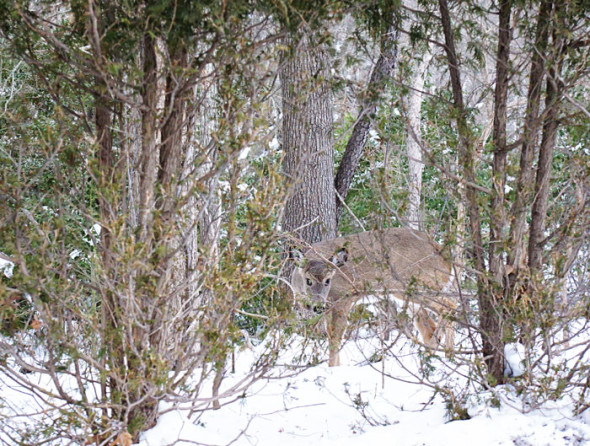 Deer peeking through trees in snow