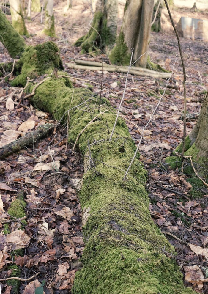 Fallen trunk covered in moss