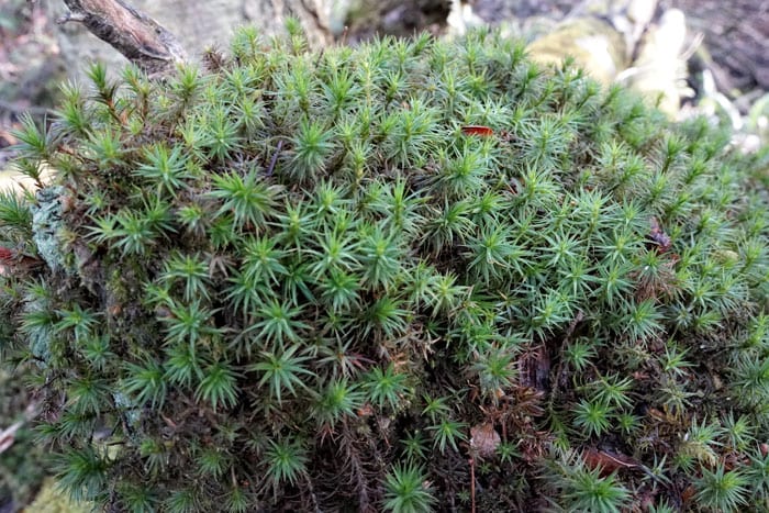 green moss in woods