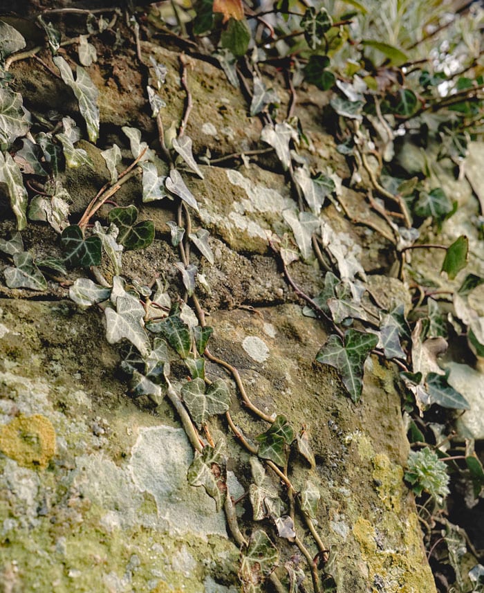 ivy on ancient wall