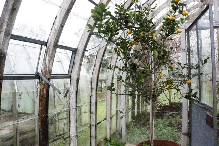 Lemon tree in old greenhouse