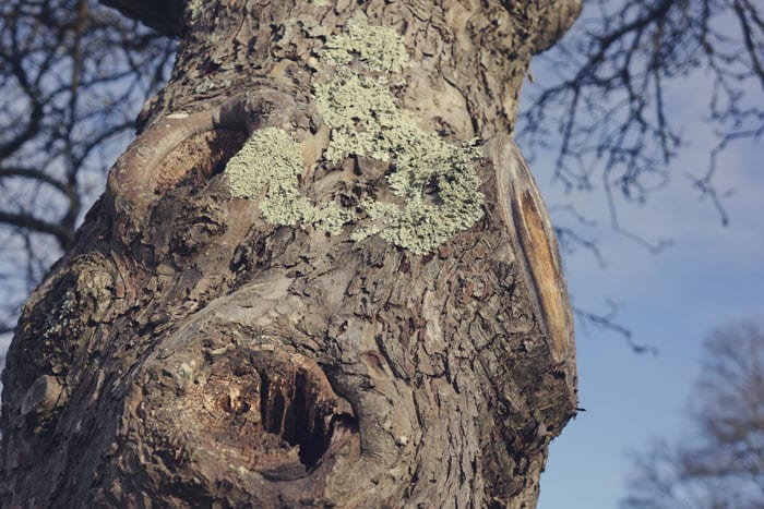 Lichen on oak trunk