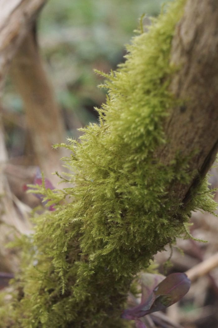 moss on tree trunk