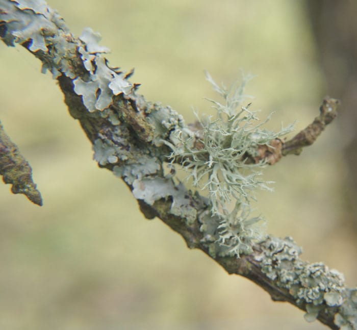 Two types of lichens on branch