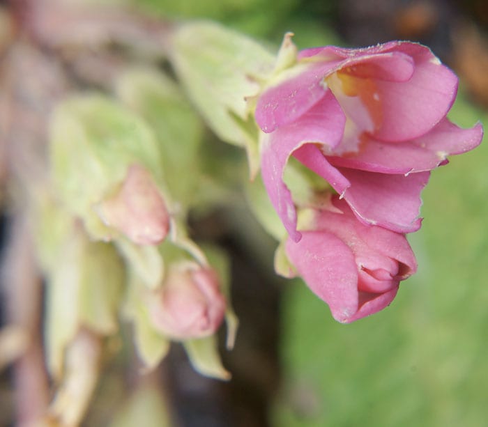 Macro shot pink wild flower