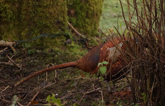 pheasant behind shrub