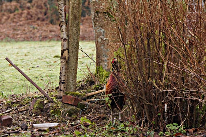 another day another pheasant