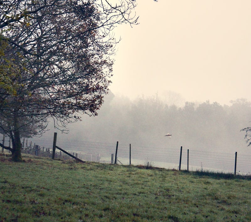 Distant pheasant flying