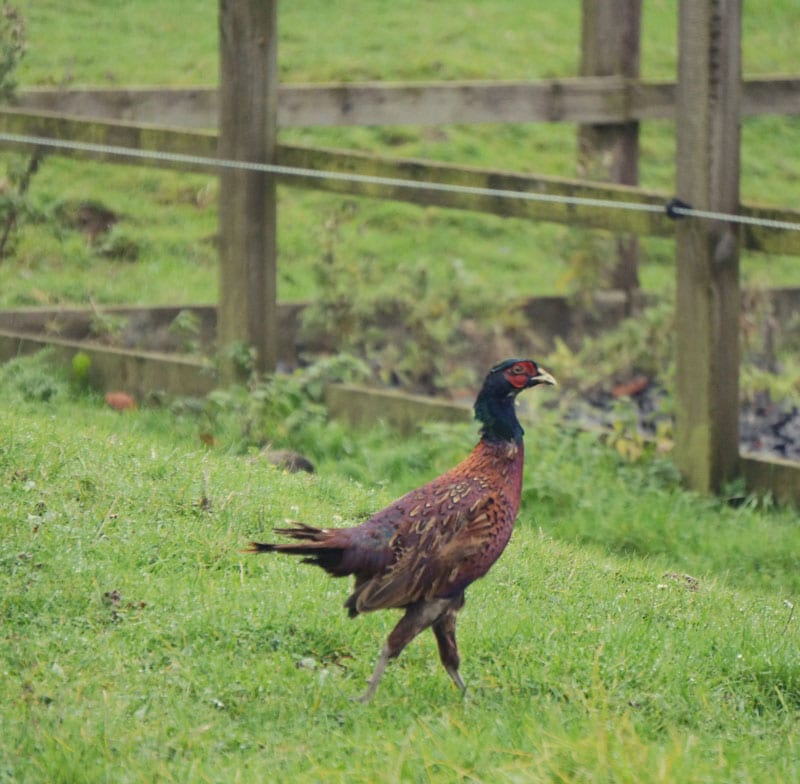 pheasant walking across field