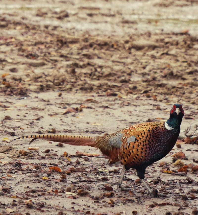 pheasant standing in mud