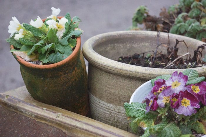 primula potted plants