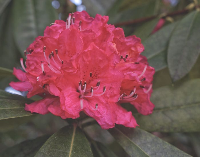 rhododendron red