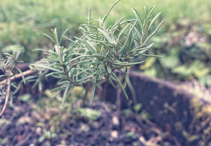 Rosemary means remembrance