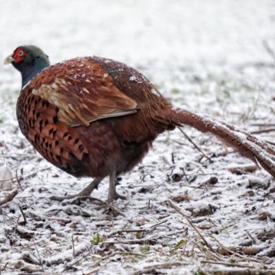 snow on pheasant in snow