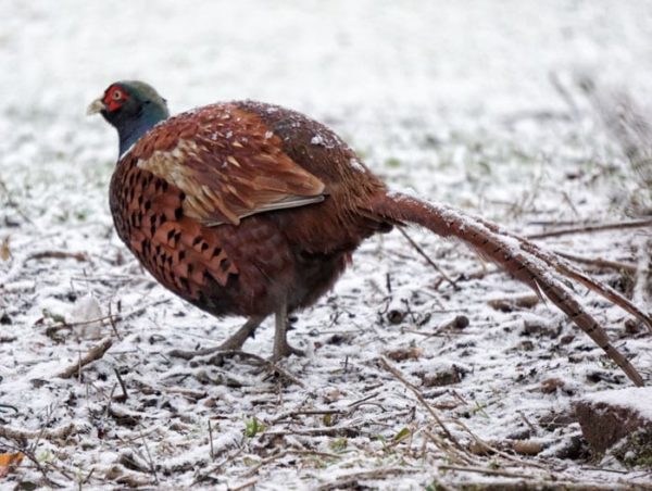 snow on pheasant in snow