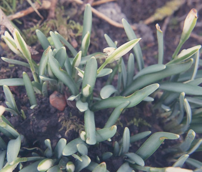 Snowdrop buds