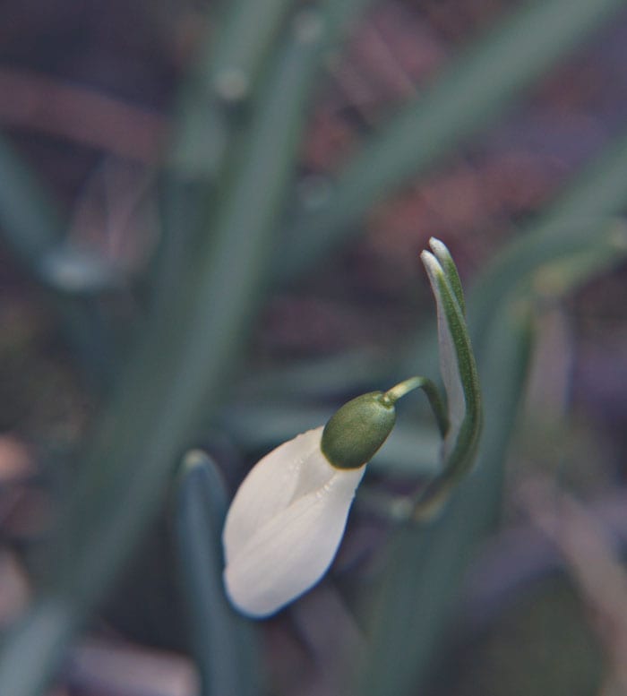 Snowdrop from above