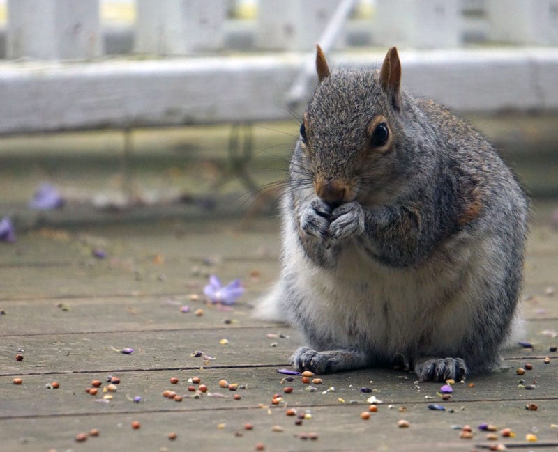 Squirrel eating nuts