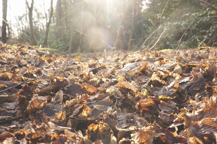 sun rays on dead leaves