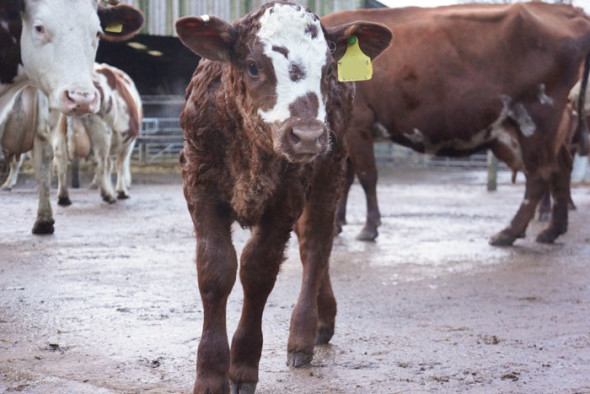 ten week old girl calf